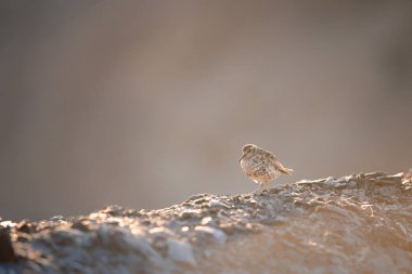  Mor Çulluk (Calidris maritima) şirin bir kuş bir kayanın üzerinde duruyor ve güneş ışınlarının tadını çıkarıyor, merceğin önünde poz veriyor, vahşi Svalbard doğası, soğuk ve soğuk bölge,