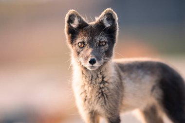 Kutup tilkisi (Vulpes lagopus) güneşli bir günün tadını çıkarırken, evlerin ortasında, kalın kürk onu soğuk doğanın ortasında dünyayı keşfeden soğuk, şirin tilkiden korur. 