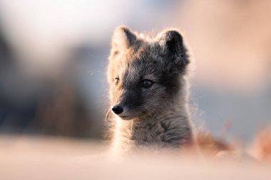 Kutup tilkisi (Vulpes lagopus) güneşli bir günün tadını çıkarırken, evlerin ortasında, kalın kürk onu soğuk doğanın ortasında dünyayı keşfeden soğuk, şirin tilkiden korur. 