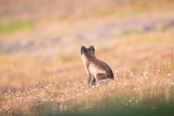 Πλάνο Της Αρκτικής Αλεπούς Vulpes Lagopus Απολαμβάνοντας Μια Ηλιόλουστη Μέρα Royalty Free Φωτογραφίες Αρχείου