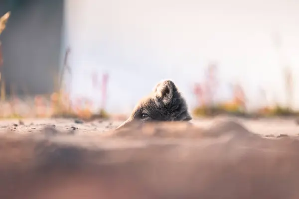 Πλάνο Της Αρκτικής Αλεπούς Vulpes Lagopus Απολαμβάνοντας Μια Ηλιόλουστη Μέρα Εικόνα Αρχείου