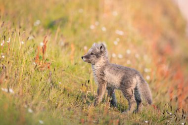 Kutup tilkisinin (Vulpes lagopus) güneşli bir günün tadını çıkarırken, çimenli ovalarda vahşi doğanın ortasında, kalın bir kürk onu kıştan korur, şirin bir tilki dünyayı keşfeder, Svalbard / Spitsberge