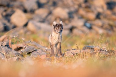  Kutup tilkisinin (Vulpes lagopus) güneşli bir günün tadını çıkarırken, çimenli ovalarda vahşi doğanın ortasında, kalın bir kürk onu kıştan korur, şirin bir tilki dünyayı keşfeder, Svalbard / Spitsberge