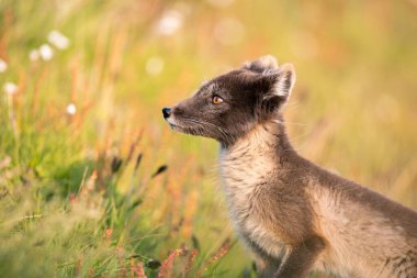  Kutup tilkisinin (Vulpes lagopus) güneşli bir günün tadını çıkarırken, çimenli ovalarda vahşi doğanın ortasında, kalın bir kürk onu kıştan korur, şirin bir tilki dünyayı keşfeder, Svalbard / Spitsberge