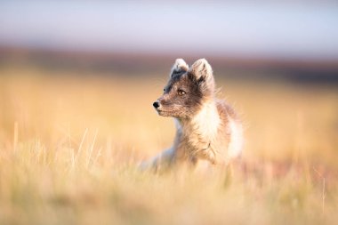  Kutup tilkisinin (Vulpes lagopus) güneşli bir günün tadını çıkarırken, çimenli ovalarda vahşi doğanın ortasında, kalın bir kürk onu kıştan korur, şirin bir tilki dünyayı keşfeder, Svalbard / Spitsberge