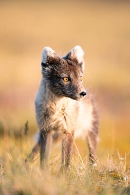  Kutup tilkisinin (Vulpes lagopus) güneşli bir günün tadını çıkarırken, çimenli ovalarda vahşi doğanın ortasında, kalın bir kürk onu kıştan korur, şirin bir tilki dünyayı keşfeder, Svalbard / Spitsberge