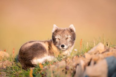  Kutup tilkisinin (Vulpes lagopus) güneşli bir günün tadını çıkarırken, çimenli ovalarda vahşi doğanın ortasında, kalın bir kürk onu kıştan korur, şirin bir tilki dünyayı keşfeder, Svalbard / Spitsberge