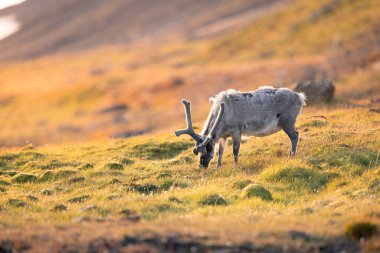 Svalbard ren geyiğinin vahşi doğada tek başına güzel güneşli bir günde dağ ovalarının ortasında otların üzerinde otlayan bir ren geyiği ve objektifin önünde poz veren bir yaban hayatı. 