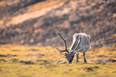  Svalbard ren geyiğinin vahşi doğada tek başına güzel güneşli bir günde dağ ovalarının ortasında otların üzerinde otlayan bir ren geyiği ve objektifin önünde poz veren bir yaban hayatı. 