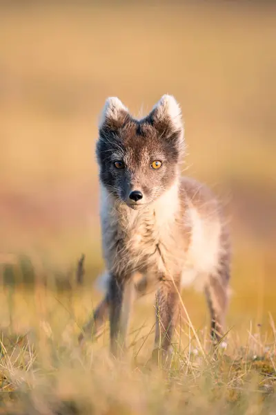  Kutup tilkisinin (Vulpes lagopus) güneşli bir günün tadını çıkarırken, çimenli ovalarda vahşi doğanın ortasında, kalın bir kürk onu kıştan korur, şirin bir tilki dünyayı keşfeder, Svalbard / Spitsberge