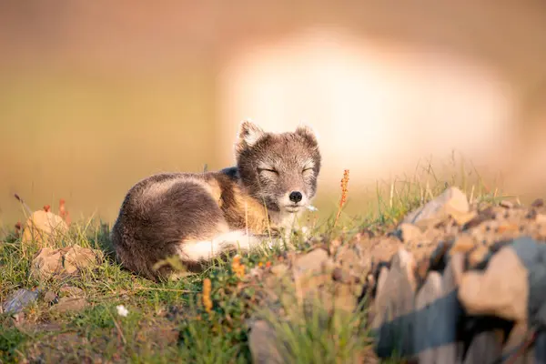  Kutup tilkisinin (Vulpes lagopus) güneşli bir günün tadını çıkarırken, çimenli ovalarda vahşi doğanın ortasında, kalın bir kürk onu kıştan korur, şirin bir tilki dünyayı keşfeder, Svalbard / Spitsberge