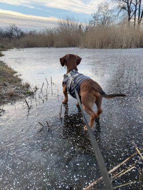 portrait of a dog in a field on a sunny day.