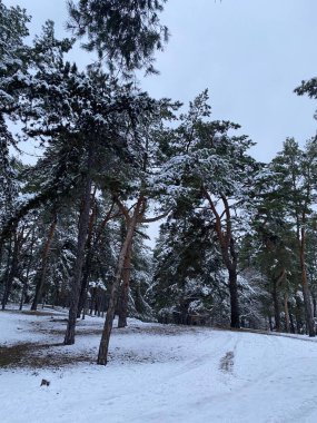 Karla kaplı ağaçlarla kaplı güzel kış manzarası