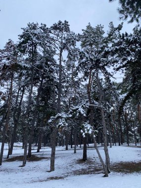 Karla kaplı ağaçlarla kaplı güzel kış manzarası