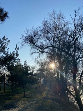 Ağaçlı ve yeşil yapraklı güzel bir manzara.