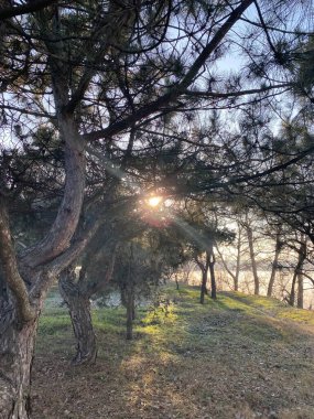 Doğanın güzel manzarası