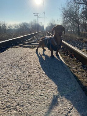 Şehirde köpek var.