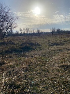 Ormanda bir ağacı olan güzel bir manzara.