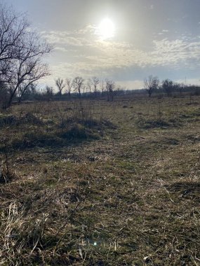 Ormanda bir ağacı olan güzel bir manzara.