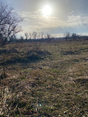 Ağaçlı ve otlu güzel bir manzara.