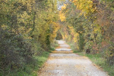 Güzel Colofrul sonbahar doğası Çeçen kırsalında ve ormanında