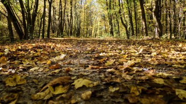 Güzel Colofrul sonbahar doğası Çeçen kırsalında ve ormanında