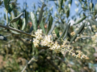 Çiçek açmış bir zeytin ağacının ayrıntıları.