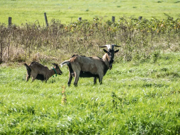 Dos Cabras Negras Prado Verde —  Fotos de Stock