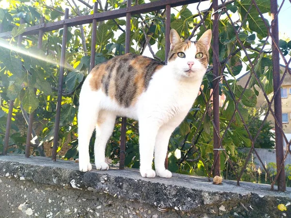 정원에 고양이를 — 스톡 사진