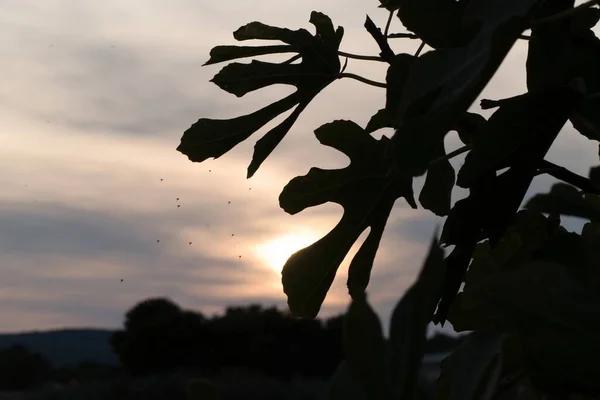 detail of fig tree leaf silhouette in sunset