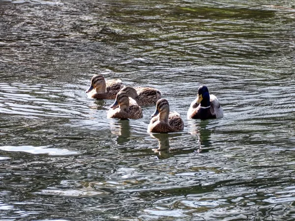 stock image group of ducks on a lake water