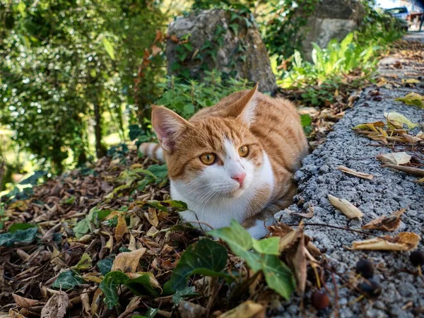 庭の一匹の猫の肖像画 — ストック写真