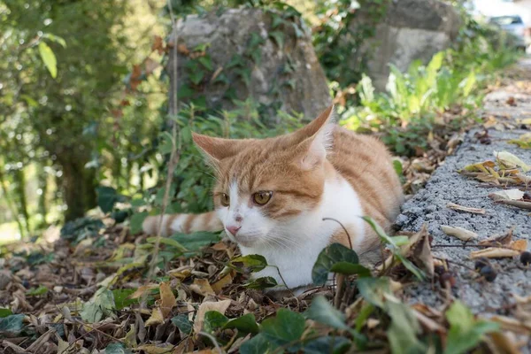 庭の一匹の猫の肖像画 — ストック写真