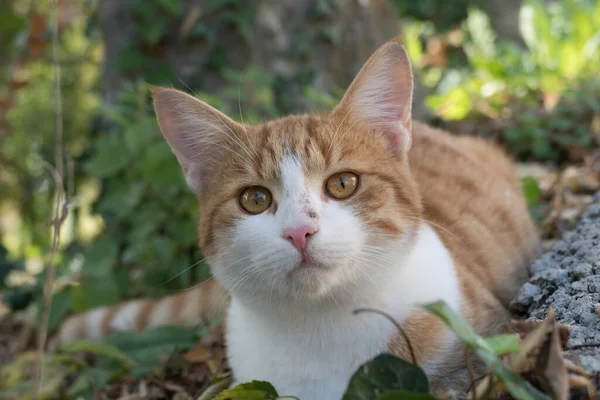 Retrato Solo Gato Jardín — Foto de Stock