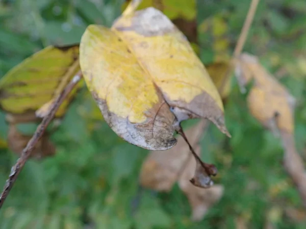 秋の木の葉の詳細 — ストック写真