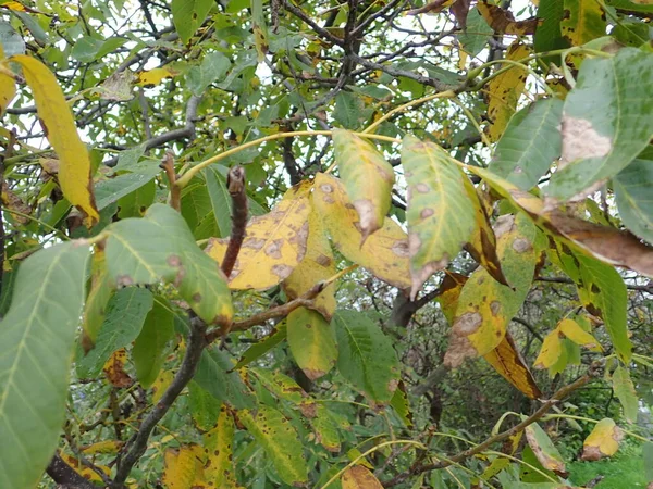 秋天树上一片叶子的细节 — 图库照片