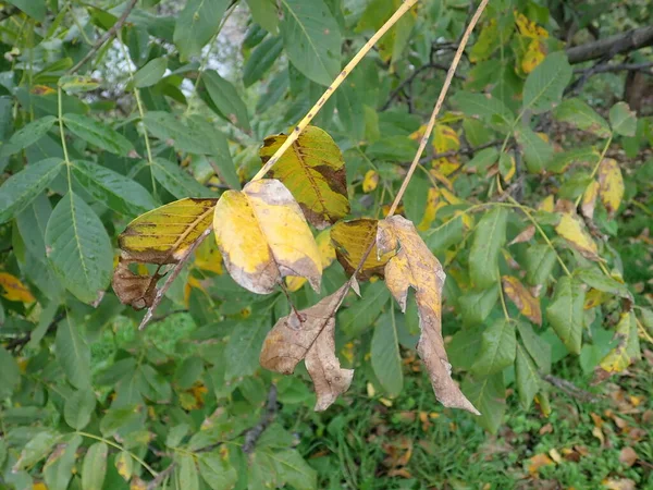 Détail Une Feuille Sur Arbre Automne — Photo