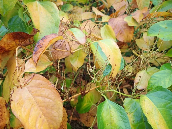 Детали Осенних Цветных Листьев Ветке Дерева — стоковое фото