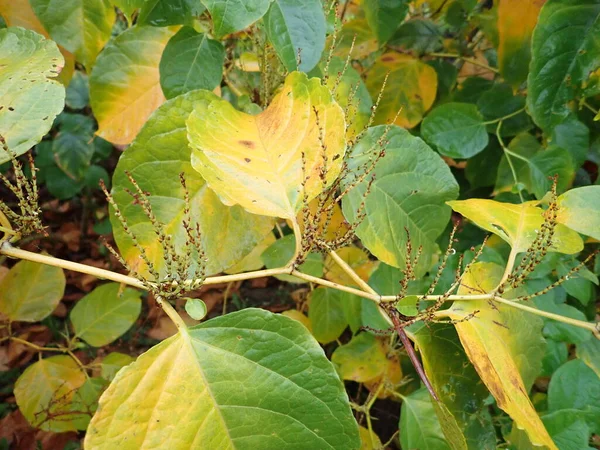 stock image detail of autumn colored leaves on a tree branch