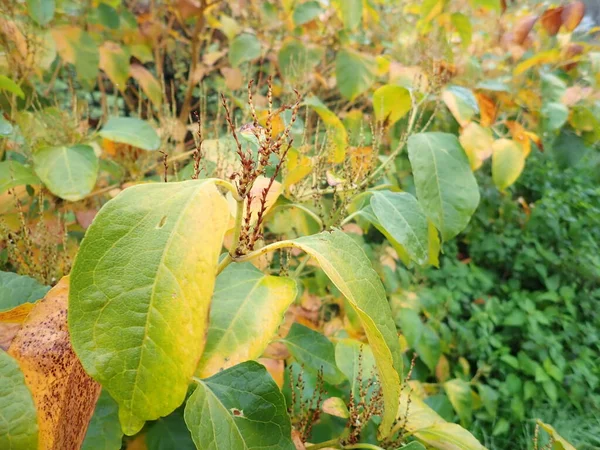 Detail Podzimního Barevného Listí Větvi Stromu — Stock fotografie