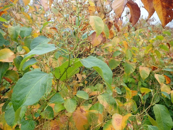 Detalhe Folhas Coloridas Outono Galho Árvore — Fotografia de Stock