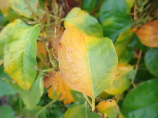 stock image detail of autumn colored leaves on a tree branch