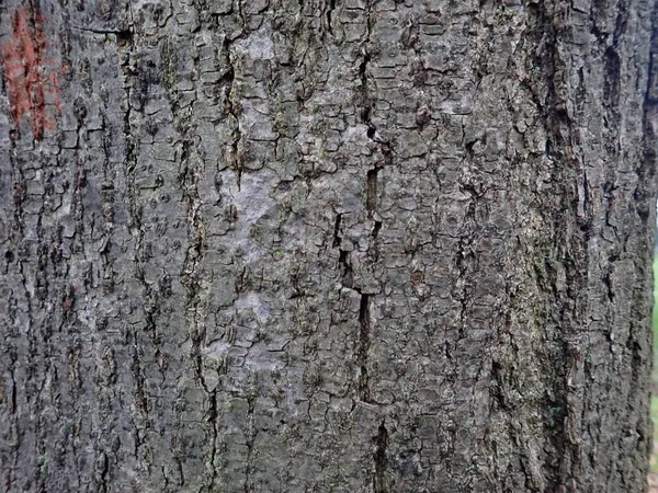 Detail Der Textur Einer Baumstammhaut — Stockfoto