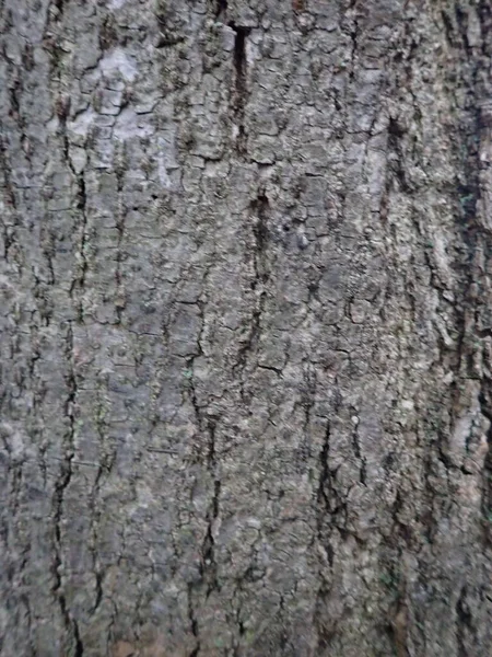 Detail Der Textur Einer Baumstammhaut — Stockfoto