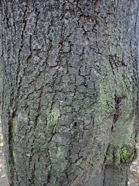 Деталь Текстуры Кожи Ствола Дерева — стоковое фото