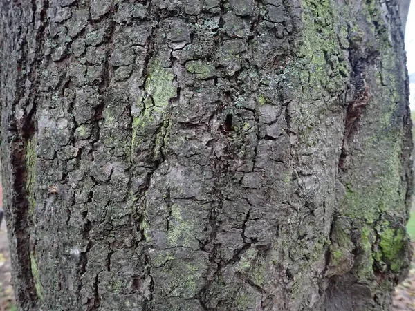 Detalhe Textura Uma Pele Tronco Árvore — Fotografia de Stock