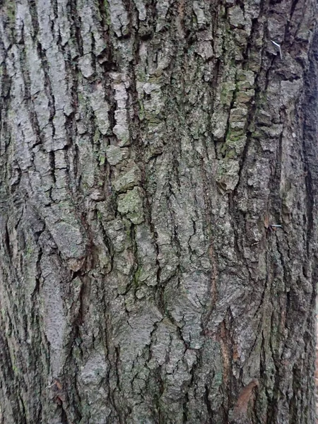 Деталь Текстуры Кожи Ствола Дерева — стоковое фото
