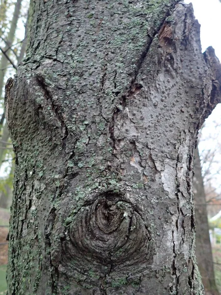 나무줄기의 구조의 — 스톡 사진