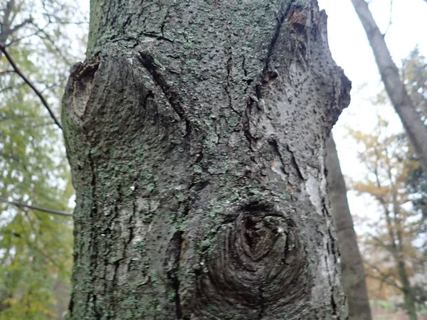 Λεπτομέρεια Της Υφής Του Κορμού Ενός Δέντρου Δέρμα — Φωτογραφία Αρχείου