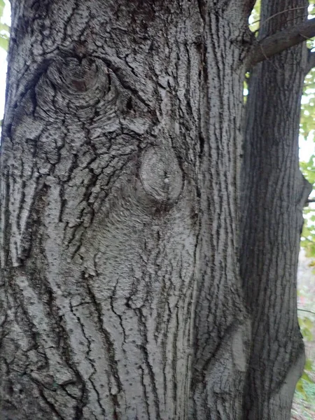 木の幹の肌の質感や — ストック写真